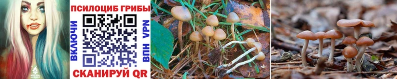 гидра зеркало  Стародуб  Псилоцибиновые грибы Psilocybine cubensis 